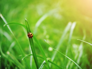 ladybud on a leaf with natural background 