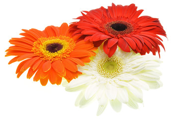 colorful flowers isolated on white background