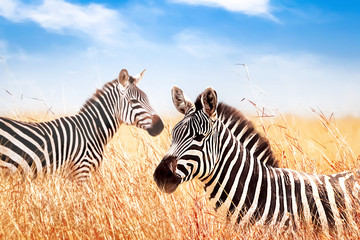 Zebras in the African savanna against the blue sky with clouds. Wildlife of Africa.