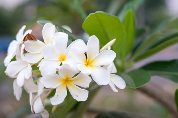 Fototapeta na wymiar White plumeria flowers