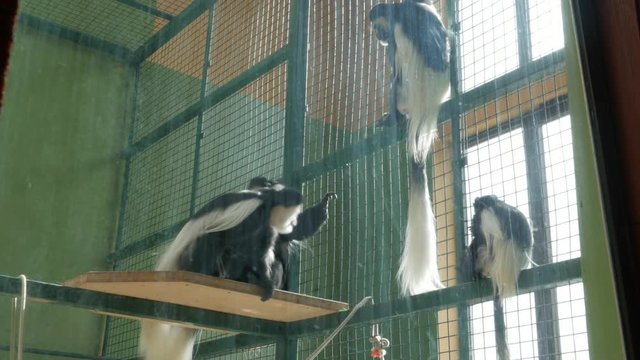 Colobus guereza kikuyuensis, colobus monkeys