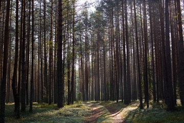 Pine forest with trees and a path covered with moss in the afternoon in summer. Landscape.