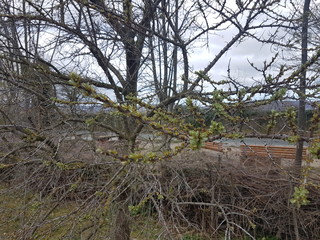 Wisentgehege Springe (Germany)	