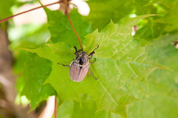 European beetle pest - common cockchafer (melolontha) also known as a May bug or Doodlebug eating maple green leaves..