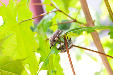 European beetle pest - common cockchafer (Melolontha) also known as a May bug or Doodlebug on maple tree branch..