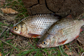 Several common roach fish on green grass. Catching freshwater fish on natural background.