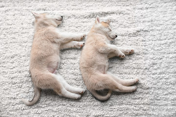 Cute Husky puppies sleeping on plaid