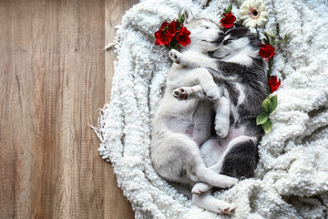 Cute Husky puppies with flowers sleeping at home