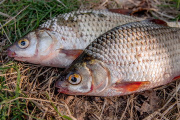 Several common roach fish on green grass. Catching freshwater fish on natural background.