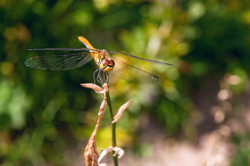 Dragonfly on a background of green grass sitting on a branch