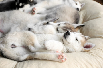 Naklejka na ściany i meble Cute Husky puppies sleeping at home