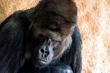 sad gorilla at the zoo