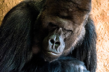 sad gorilla at the zoo