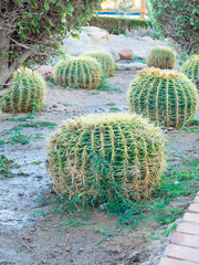 Golden barrel cactus or Echinocactus grusonii Hildm, outdoor