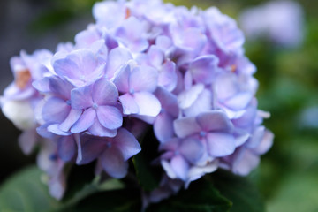 Close up of beautiful blue purple Hydrangea flower bouquet in outdoor garden with blurred green leaves in background. Selective focus.