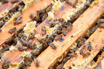 Close up view of the bees swarming on a honeycomb..