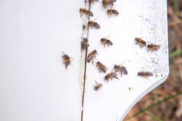 Plenty of bees at the entrance of white beehive in apiary..