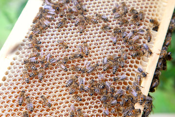 Close up view of working bees on honeycomb with sweet honey.