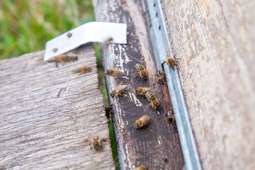 Swarming bees at the entrance of old beehive in apiary..