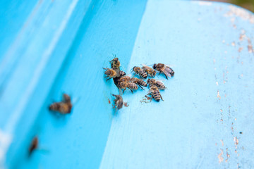 Swarming bees at the entrance of light blue beehive in apiary..
