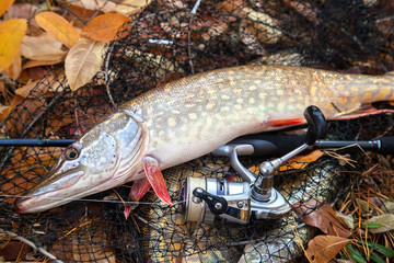 Freshwater pike fish. Freshwater pike fish lies on landing net with fishery catch in it and fishing...