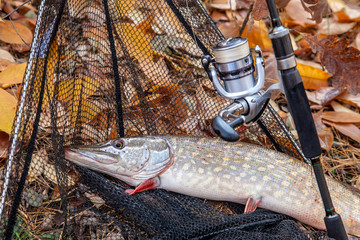Freshwater pike fish. Freshwater pike fish, fishing rod with reel and black landing net as...