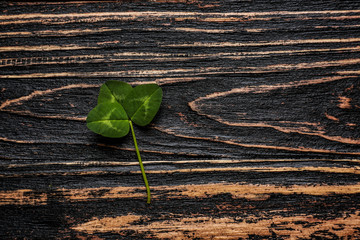 Fresh green clover on wooden background