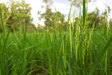 Soft rice fall on the green fields The atmosphere that rejoices