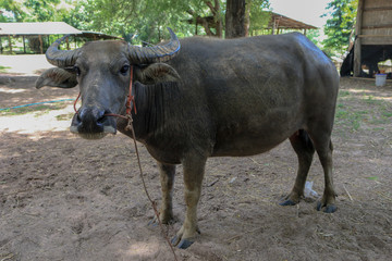 Big buffalo Black stands elegant in the countryside. Rice field atmosphere
