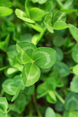 Fresh green clover growing outdoors