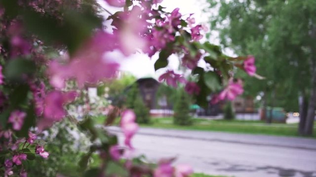 Close up for bright pink cherry branch on city street background, spring blossom and gardening concept. Stock footage. Fruit tree in a city park, april and may nature.
