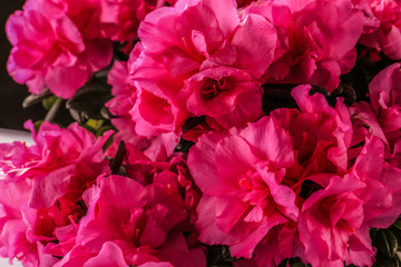 Beautiful azalea flowers, closeup