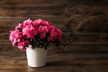 Pot with beautiful blooming azalea on wooden background