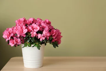Photo sur Plexiglas Azalée Pot avec de belles azalées en fleurs sur table sur fond de couleur