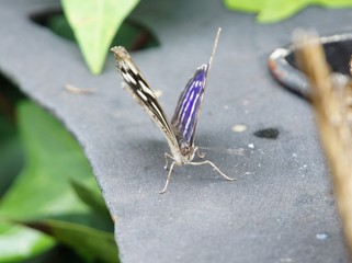 Papillon, garden paz, costa rica
