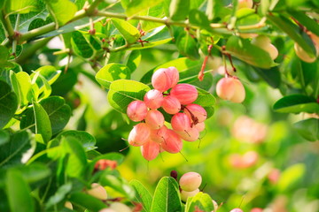 Carunda or Karonda on the natural tree.