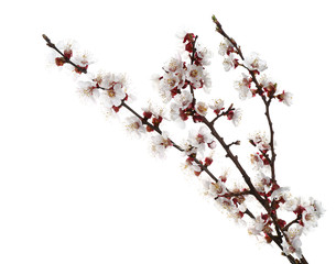 Beautiful blossoming branches on white background