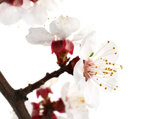 Obraz premium Beautiful flowers of fruit tree on white background