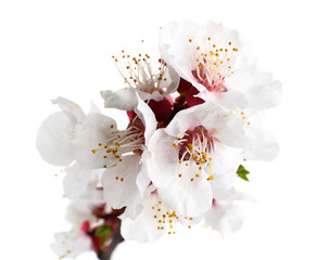 Beautiful blossoming branch on white background, closeup