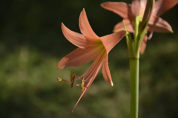 lily flower