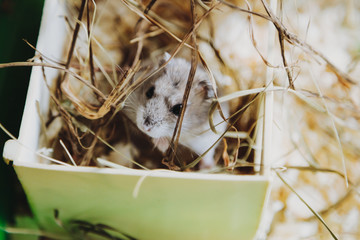 Hamster in his house