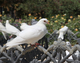 Pigeons in Maria Luisa Park in Seville