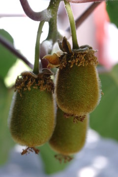 natura