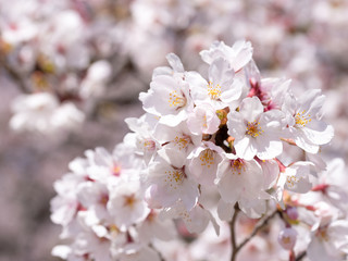 南千里公園の桜