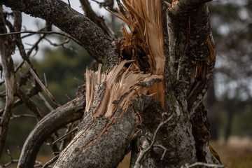 Bäume am Schliffkopf im Schwarzwald