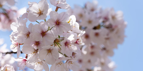 南千里公園の桜