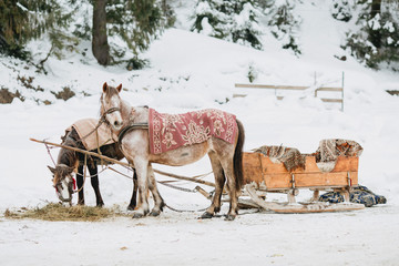 Beautiful horses and a rare wagon stand in the woods in winter.