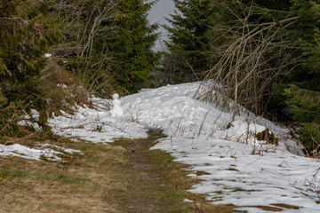 Bäume auf der Hornisgrinde im Schwarzwald