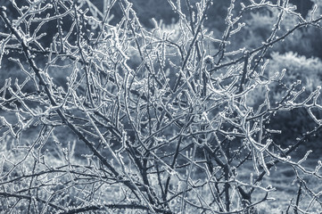 blue toned winter thorn bush