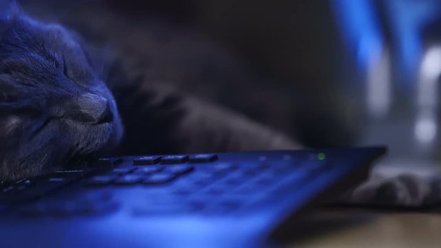 Gray cat sleeping on computer desk. Face of sleepy cat laying on keyboard.